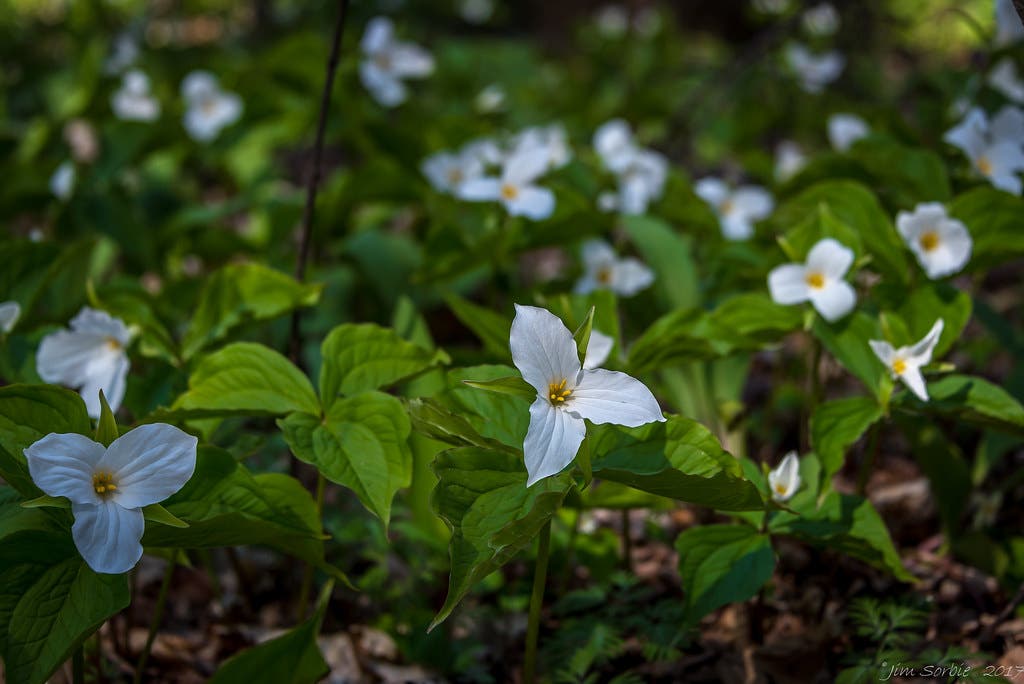 trillium None