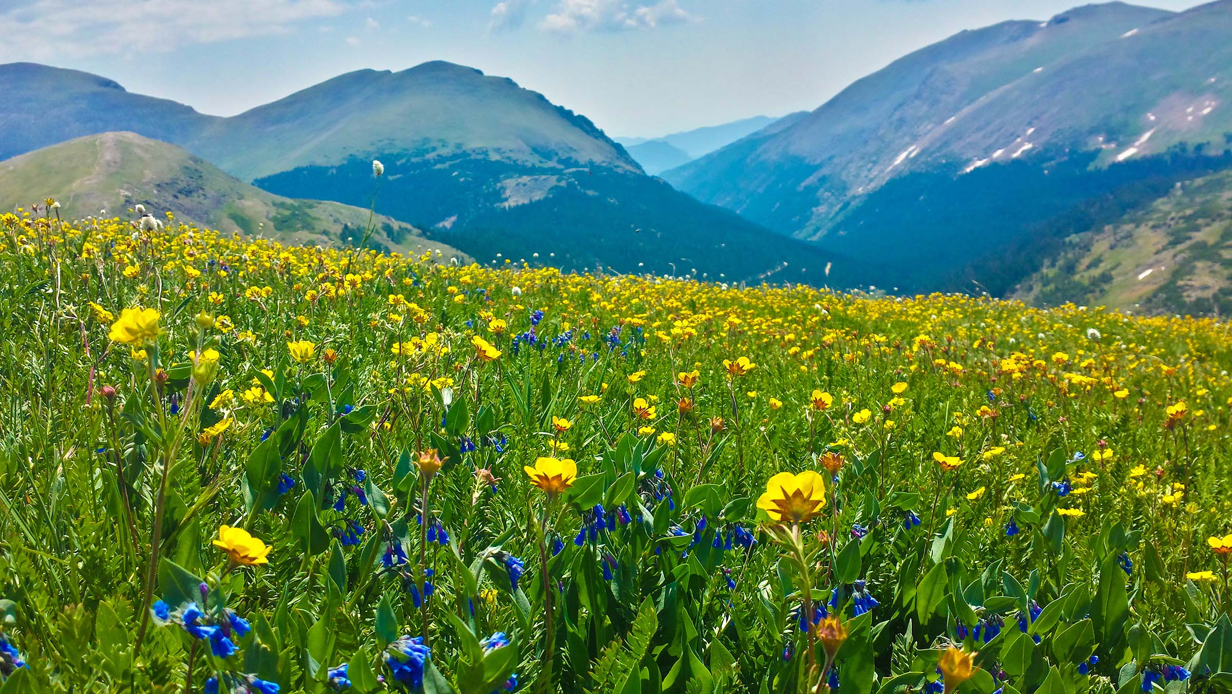 Wildflower Field