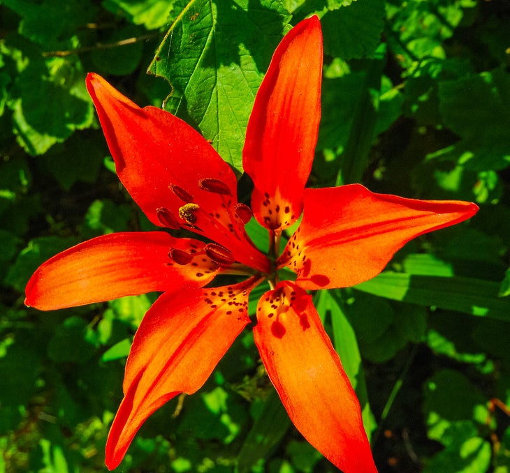 Catch Spring Wildflowers on These 10 Gorgeous Hikes - Backpacker