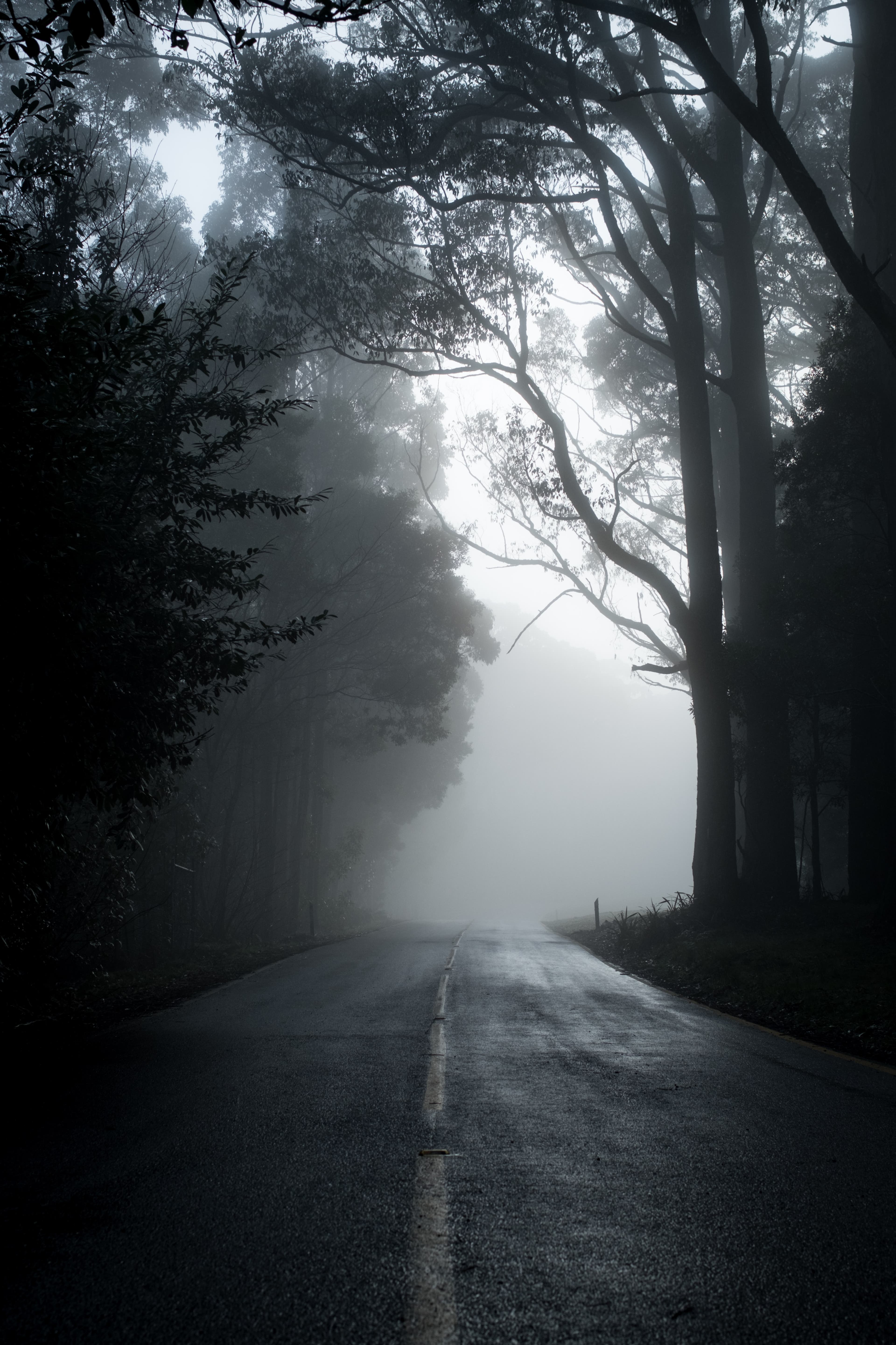 michael-mouritz-WXX_DhjlmD4-unsplash Fog covers a black and white road with silhouettes of trees.