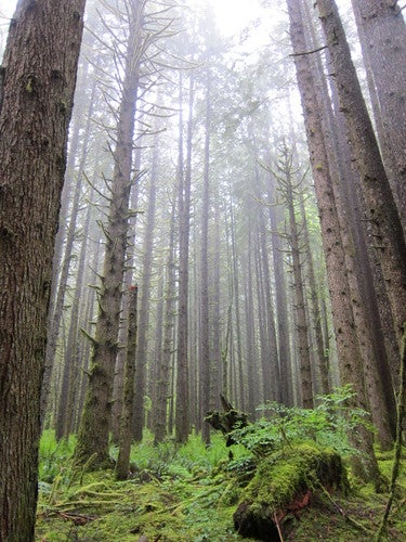 nw forest None