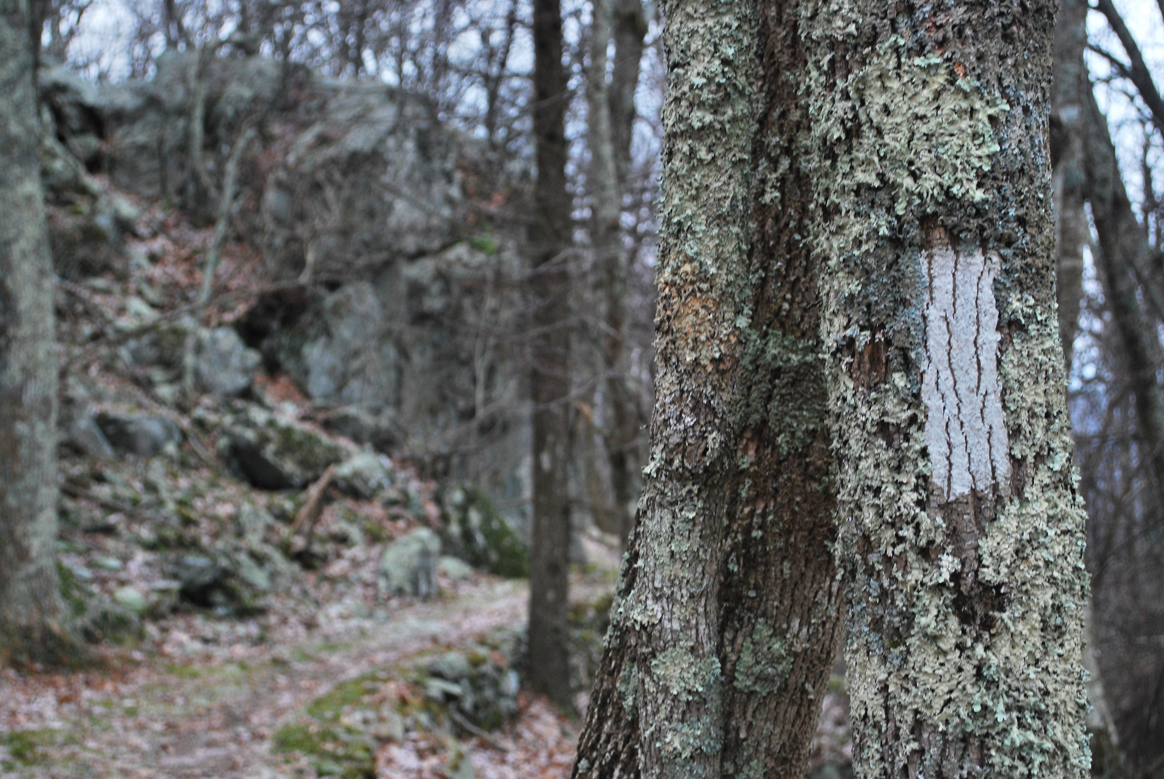 6582607855_e8a2ec0d74_o Appalachian Trail Blaze