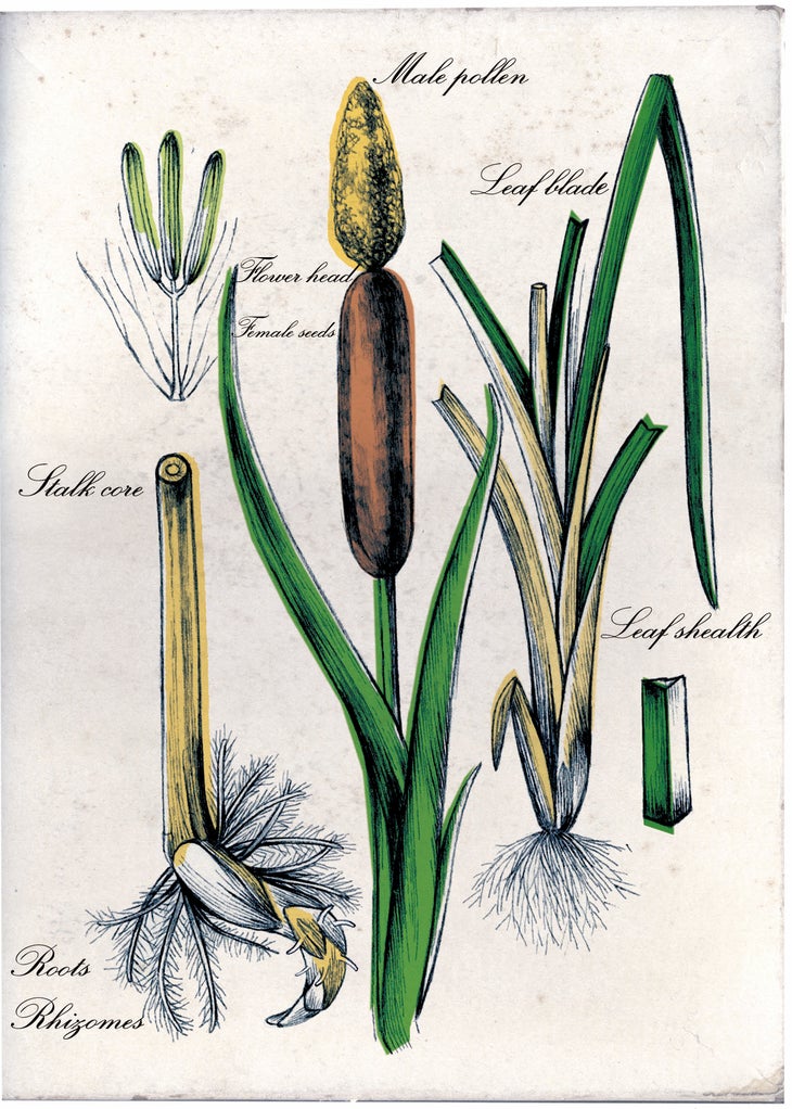 BP_Troublshooters_Montse Bernal cattail