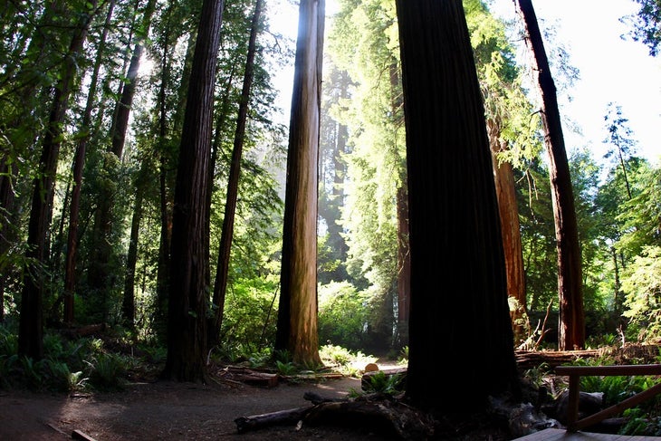 redwoods None