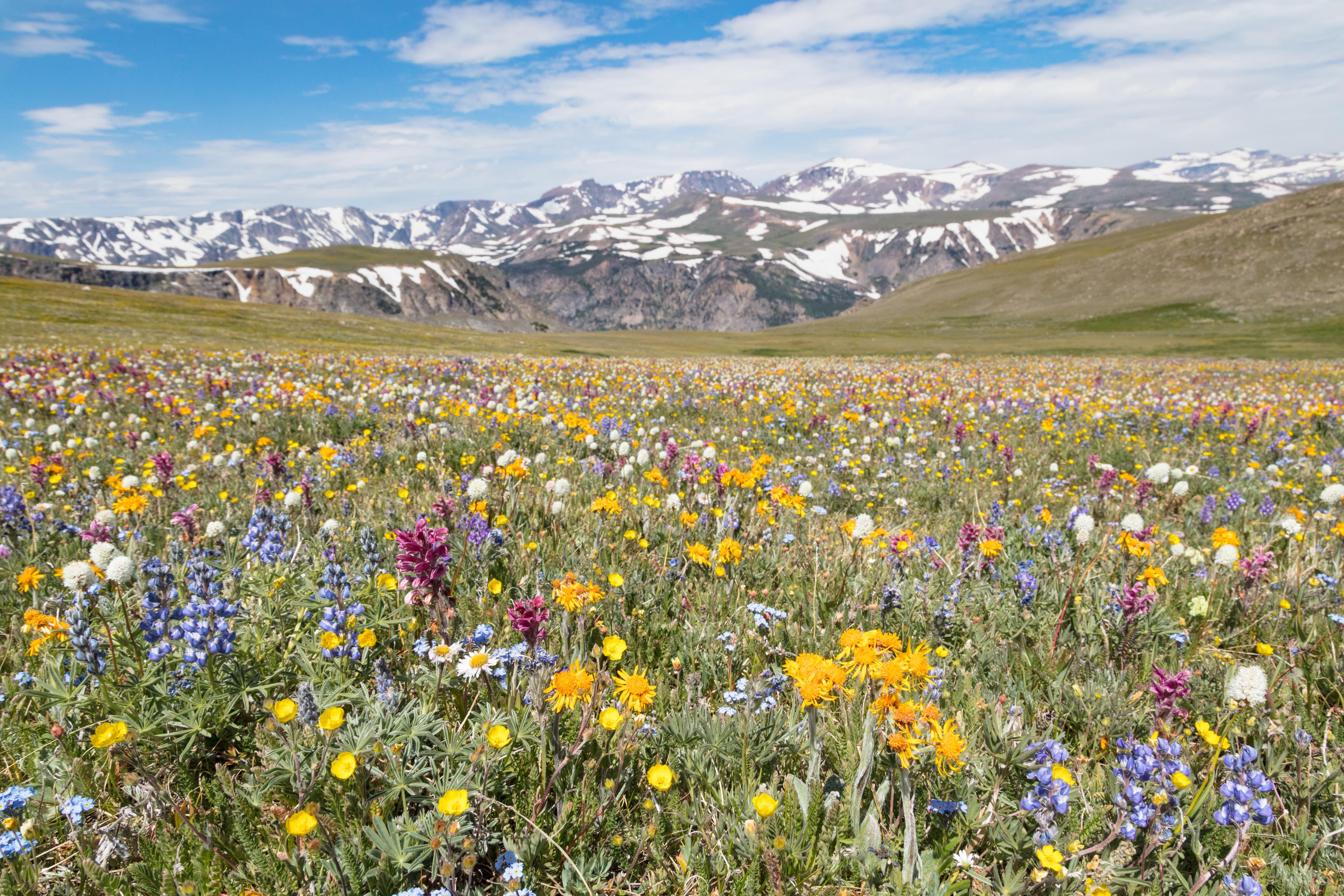 Fields of purple, white and yellow wildflowers in front of snow capped mountains.
