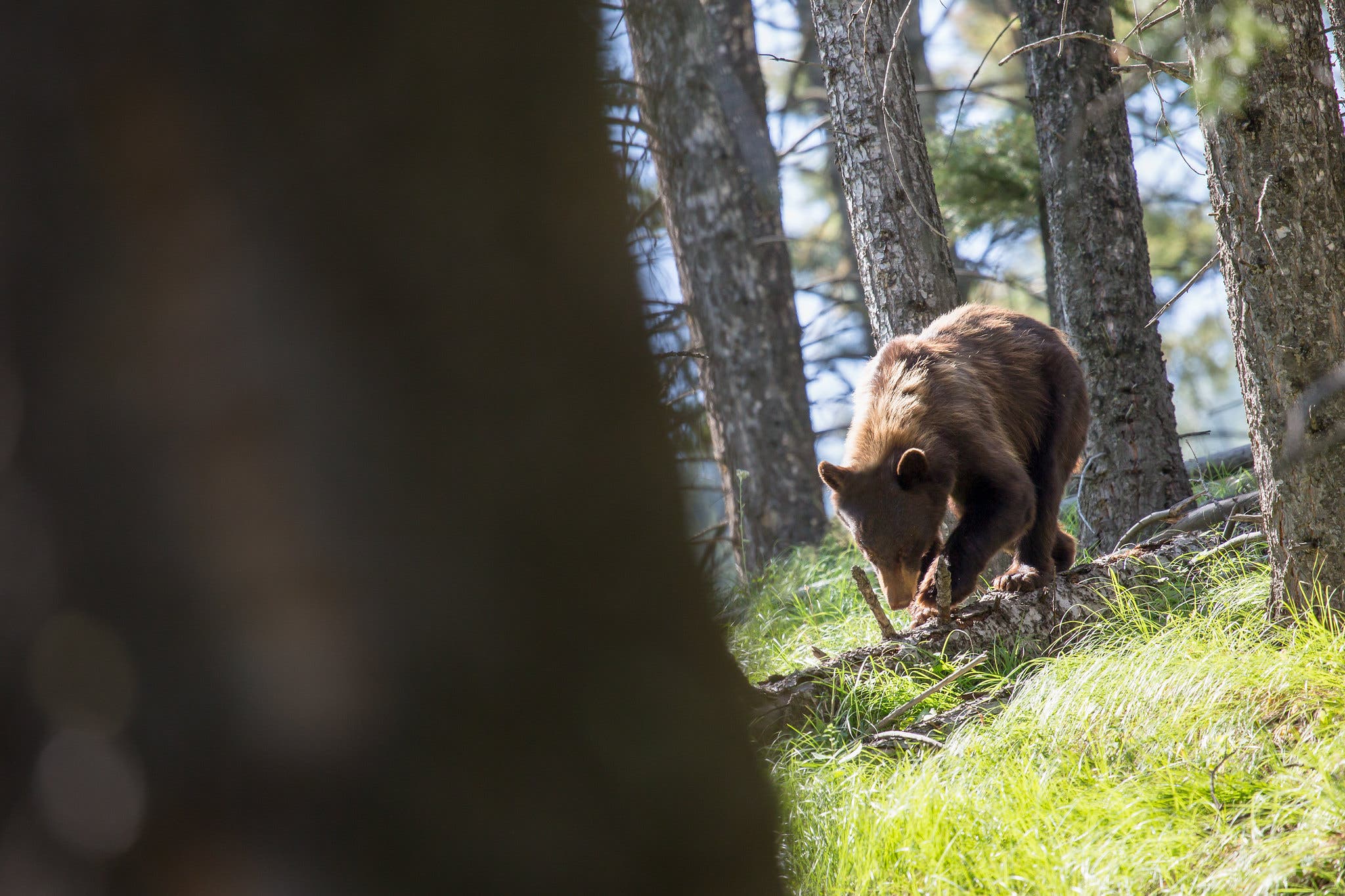 Juvenile Brown Bear walking on fallen tree in the forest.