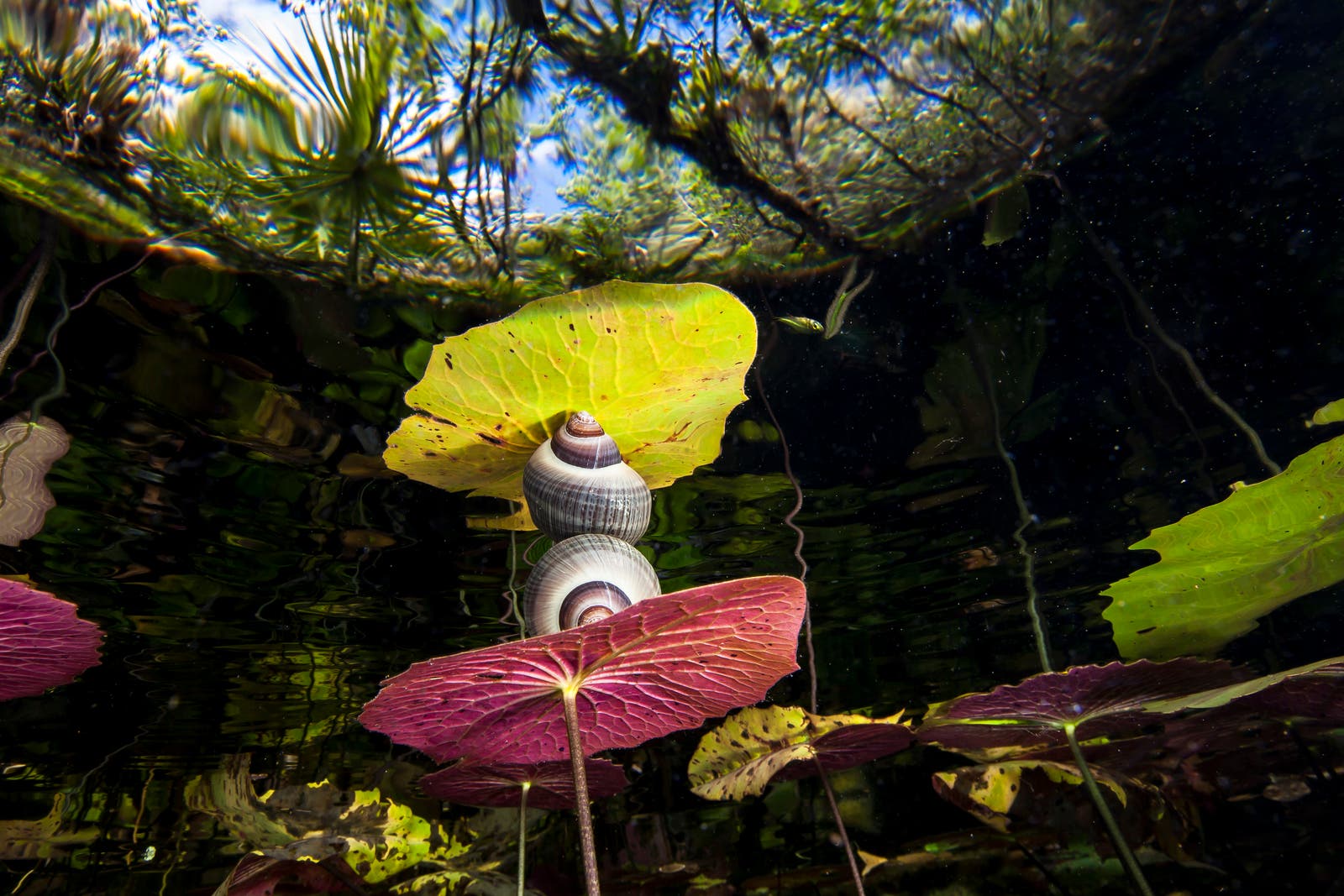 Christian Vizl_Tandemstock.com None