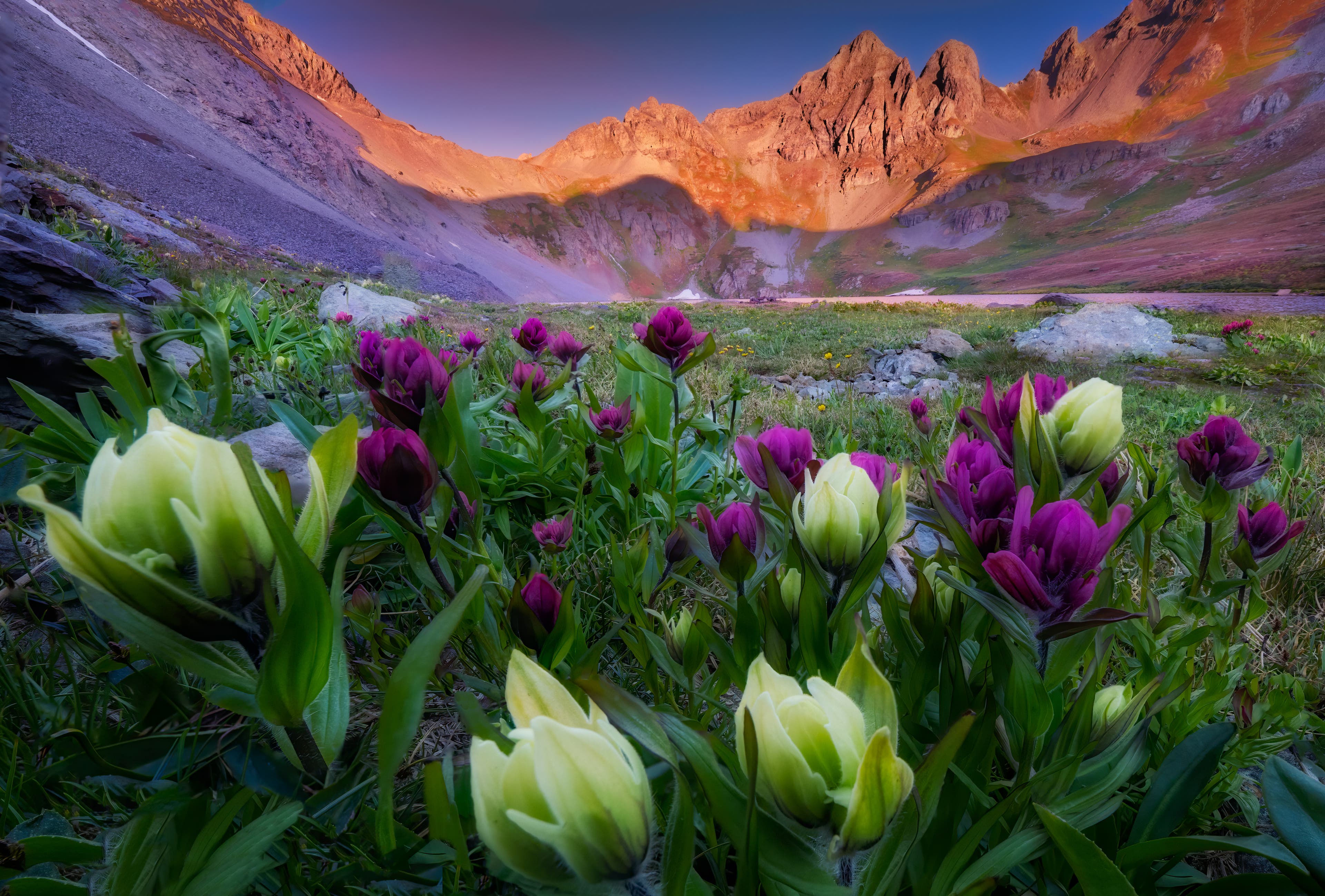 dfikar_Stock.adobe.com None