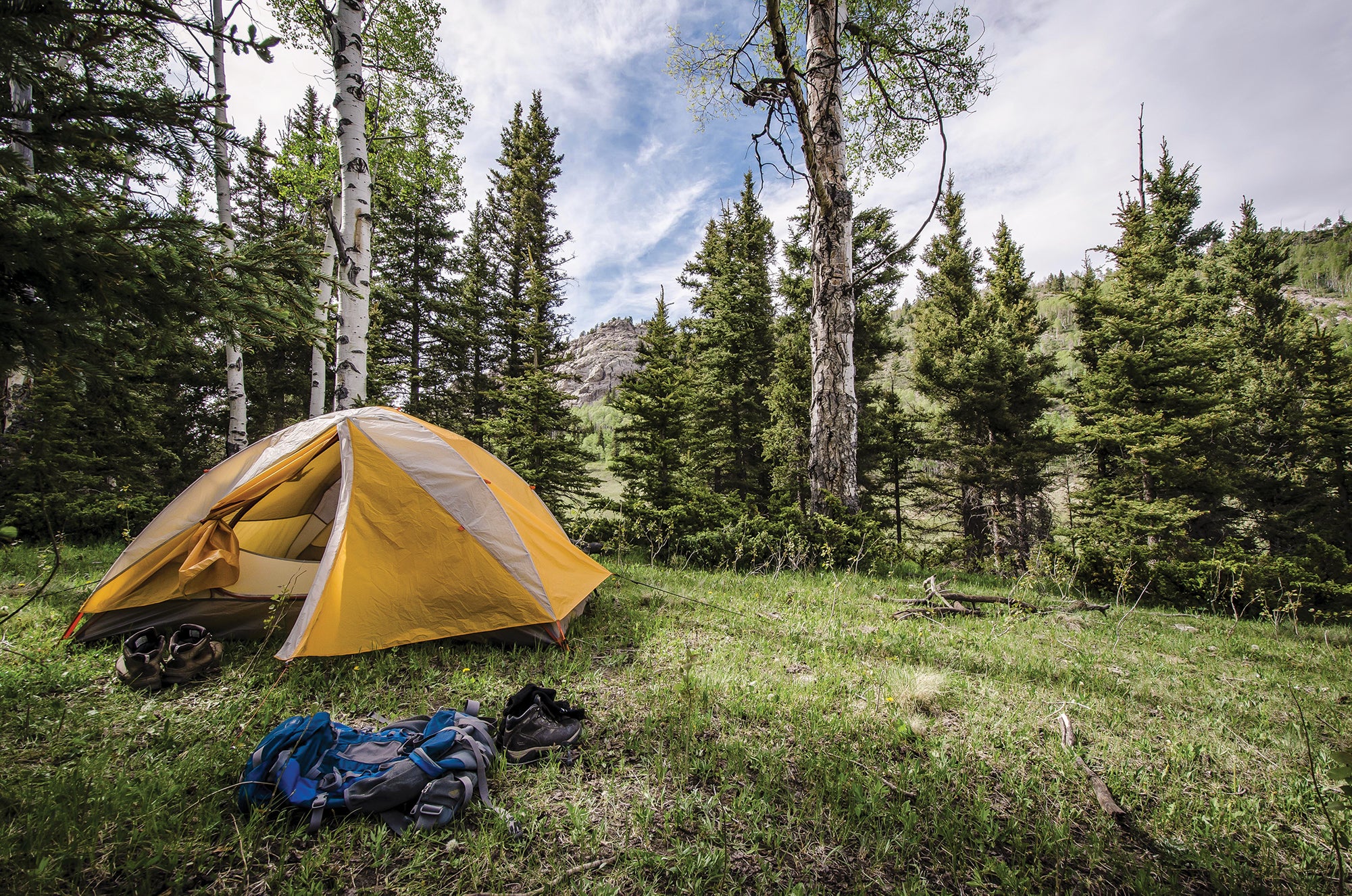"New Mexico forest campsite"