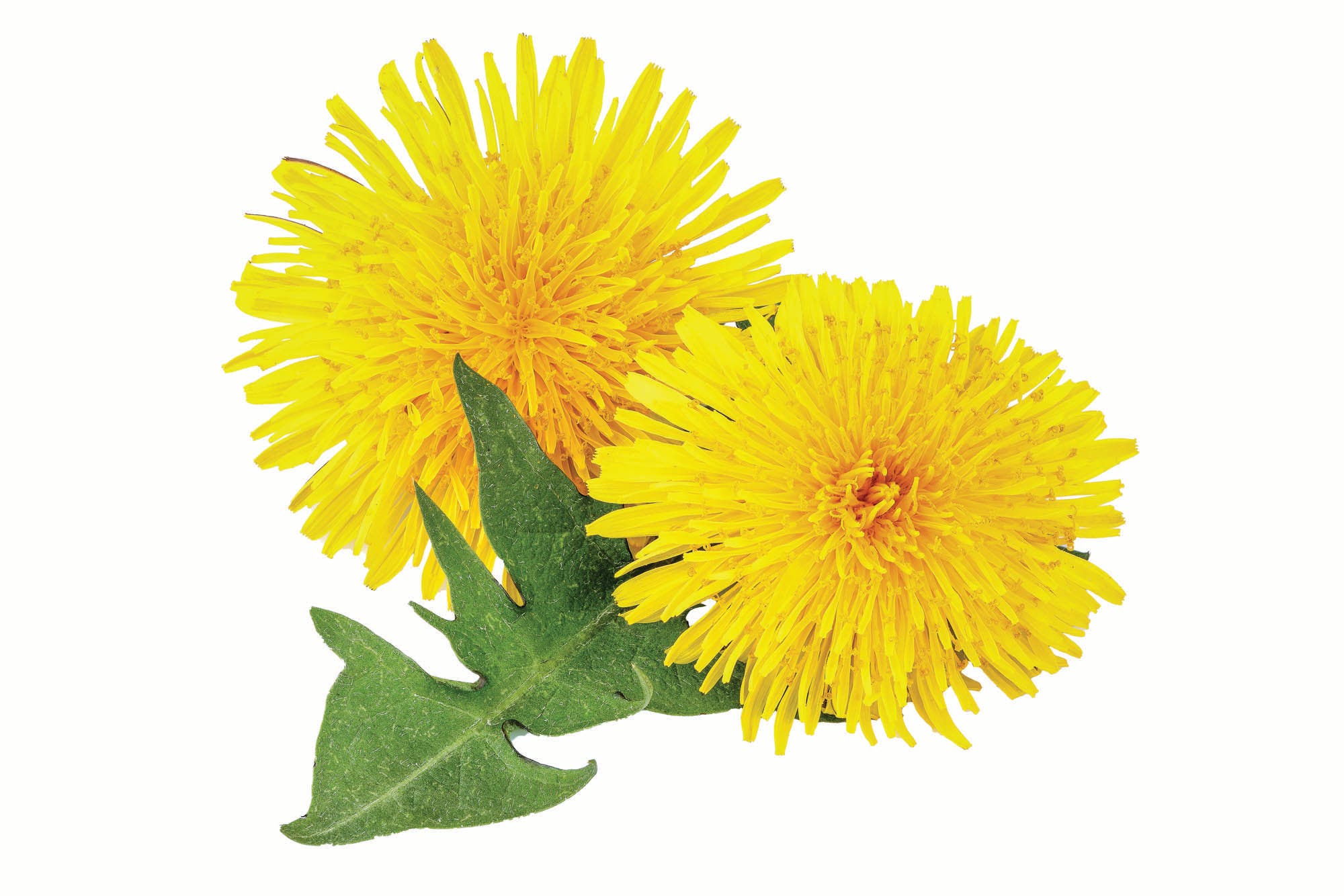 0920Skills_AdvU_Dandelion_bjk None