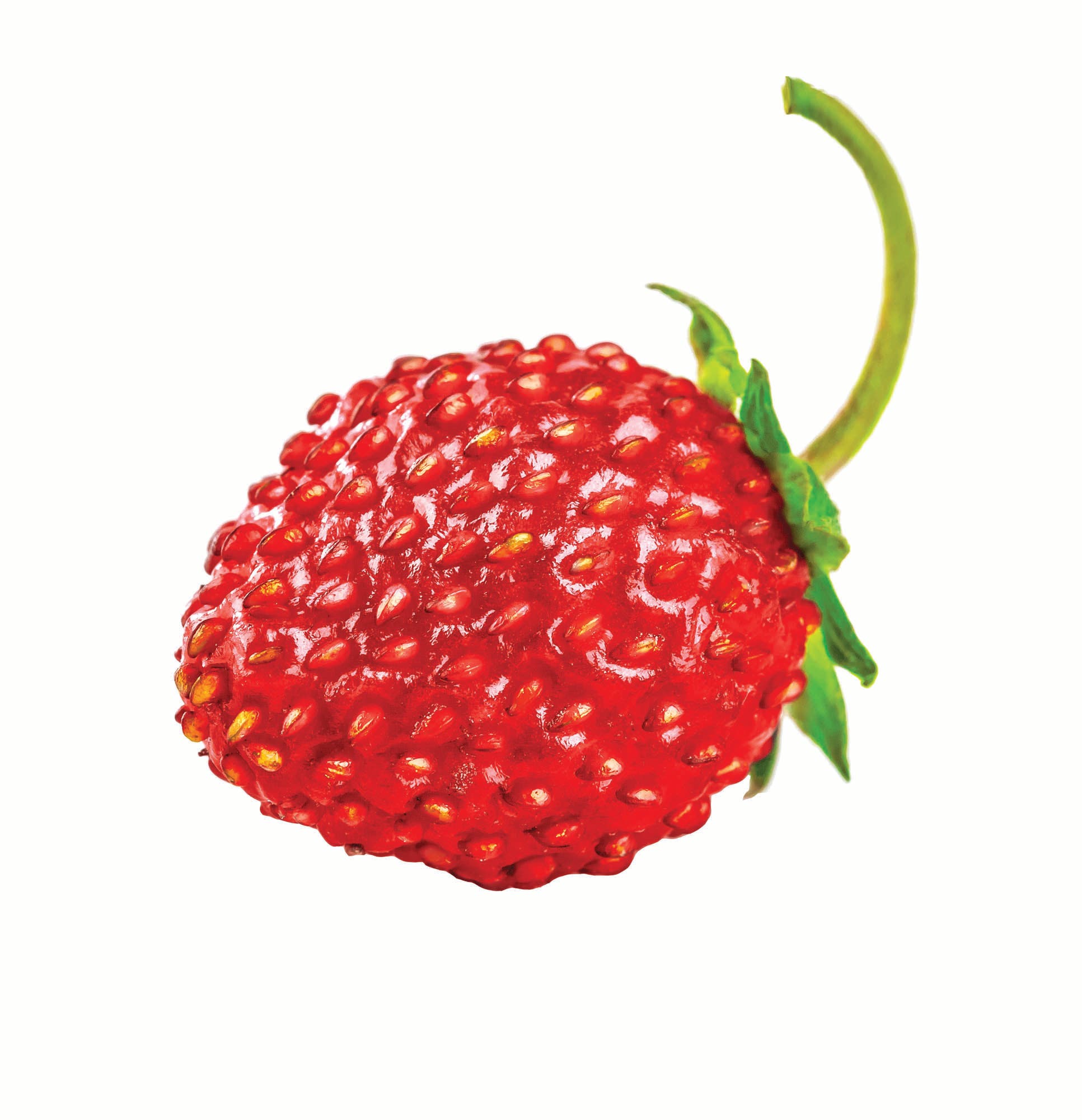 0920Skills_AdvU_Strawberry_bjk None