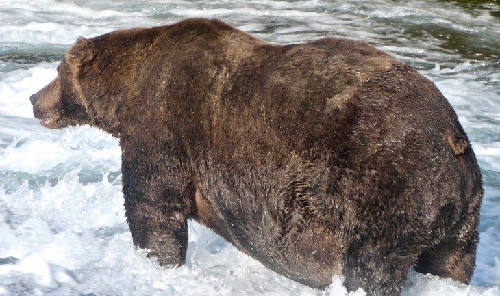 747 747 fat bear standing in river
