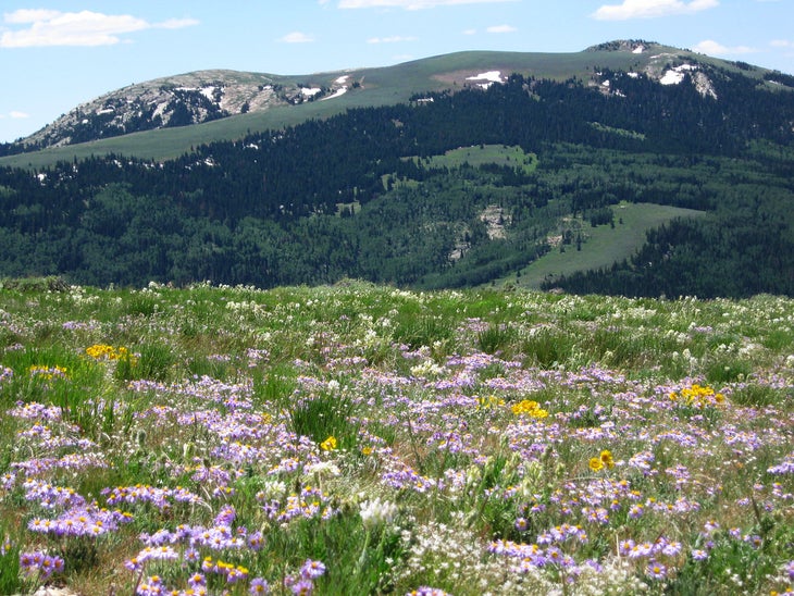 Or wildflowers None