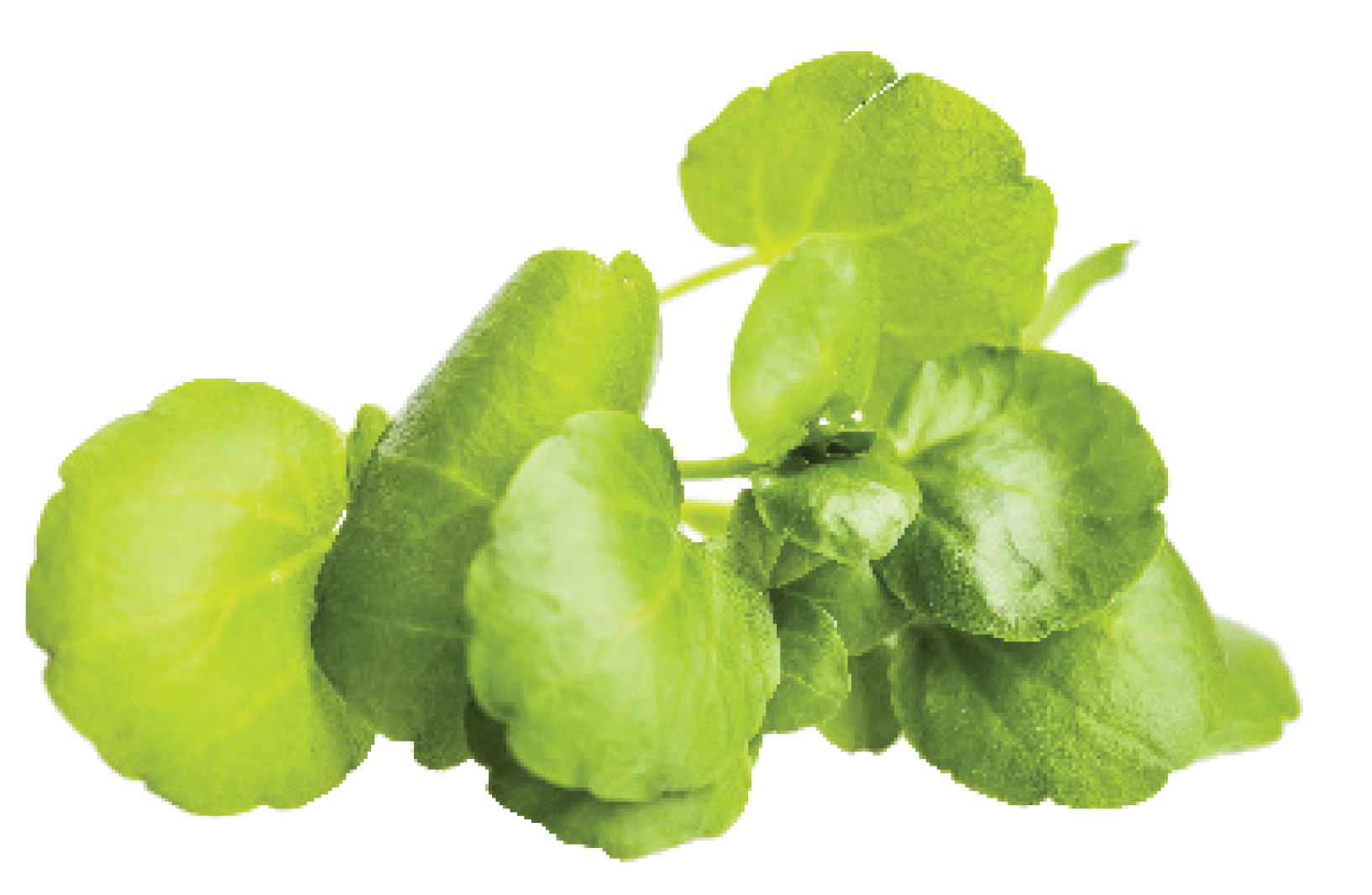 Screen Shot 2020-09-17 at 11.10.30 AM None