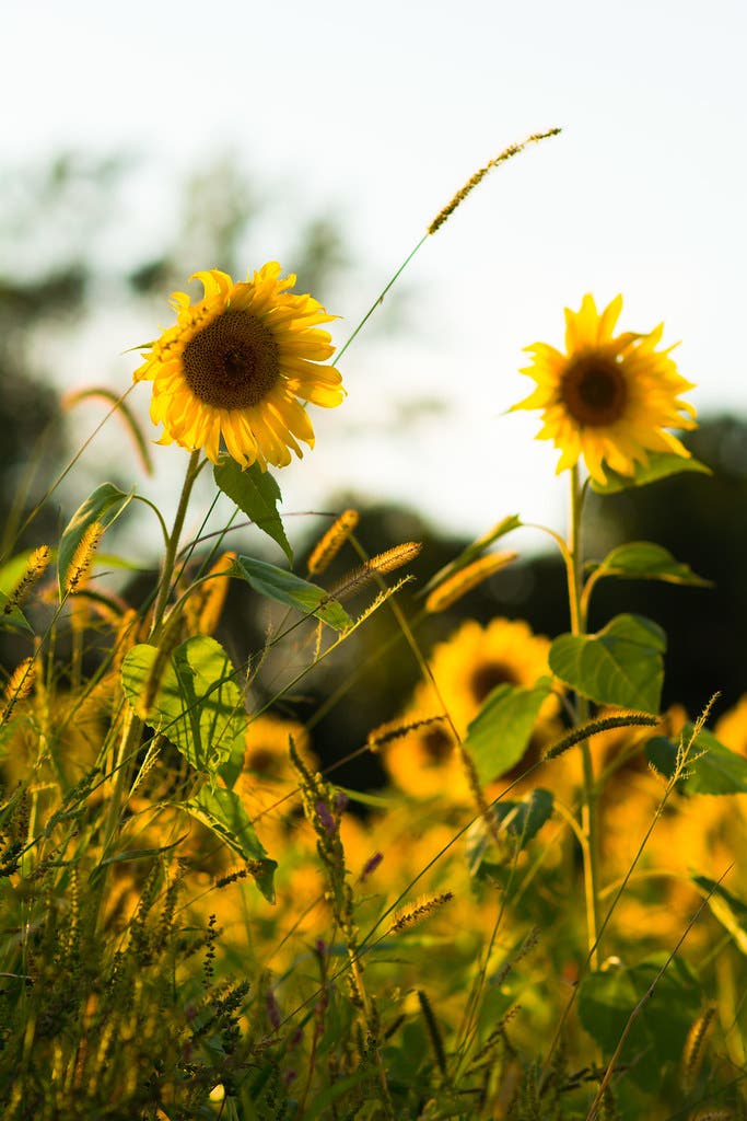 sunflower None