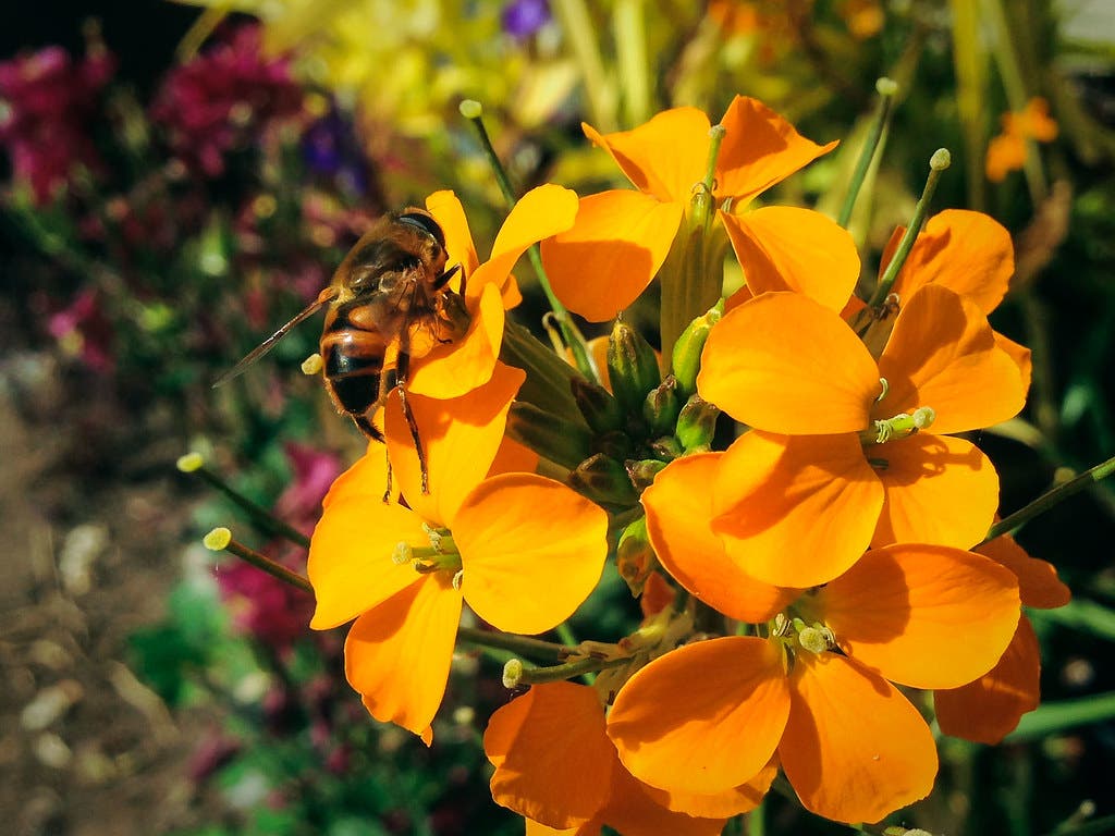 western wallflower None
