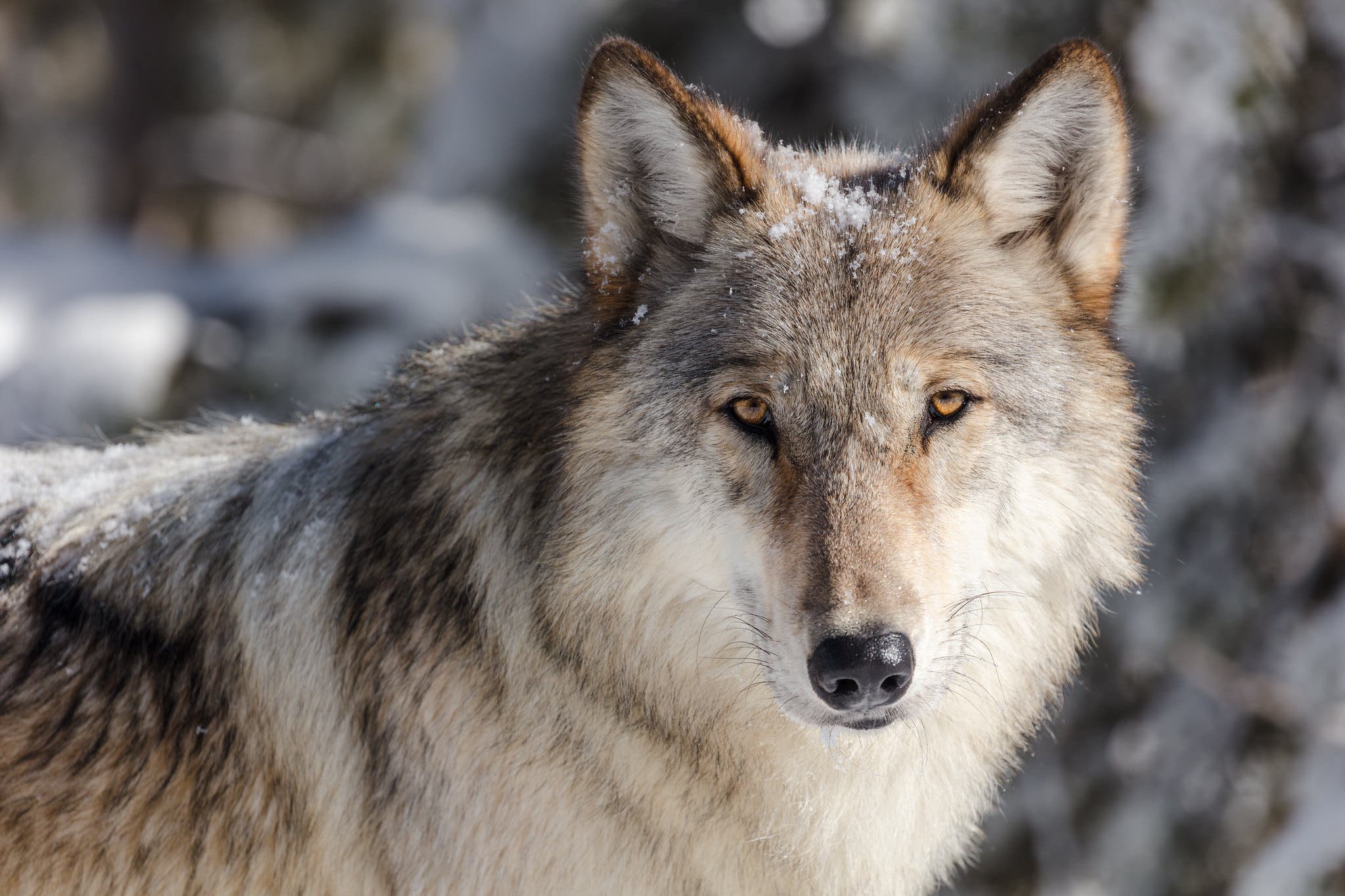 The Battle Over Reintroducing Wolves to Colorado