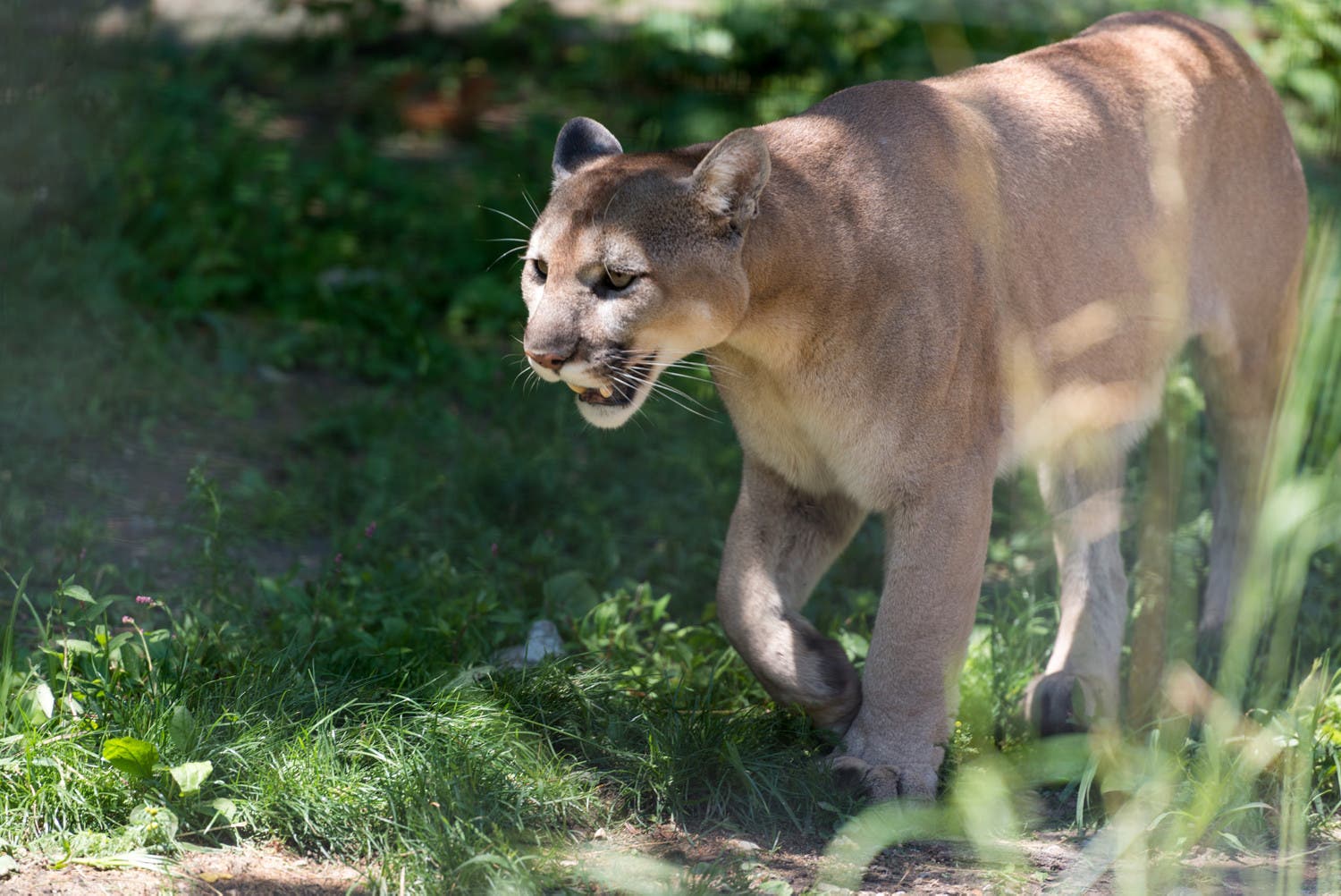 mountain lion