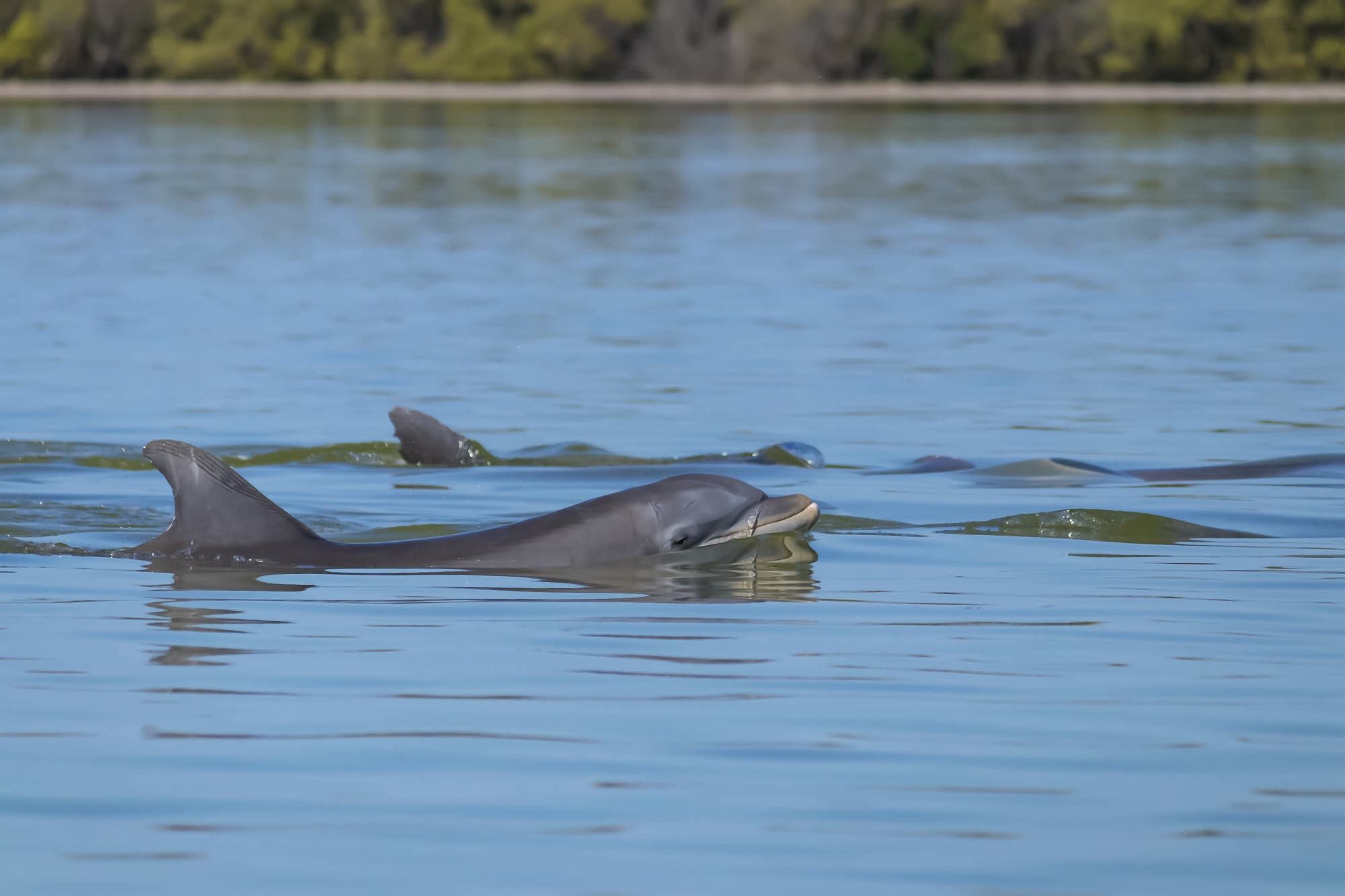 BP1120PLAY_LL_Dolphin647621002_bjk Dolphins