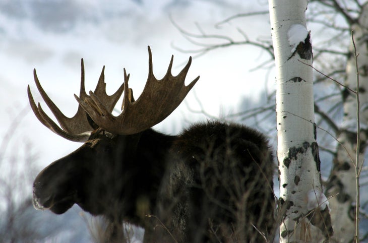 bullwinkle-snow moose in snow