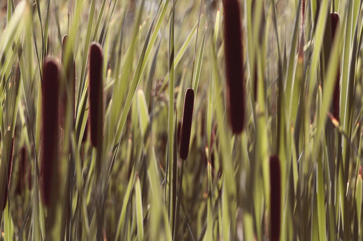 Cattails