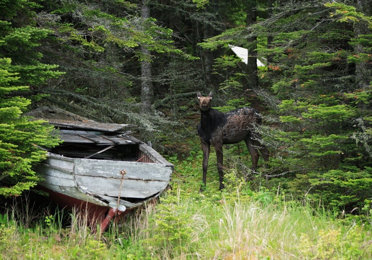 Moose Isle Royale
