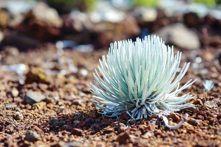 small and spiky green plant