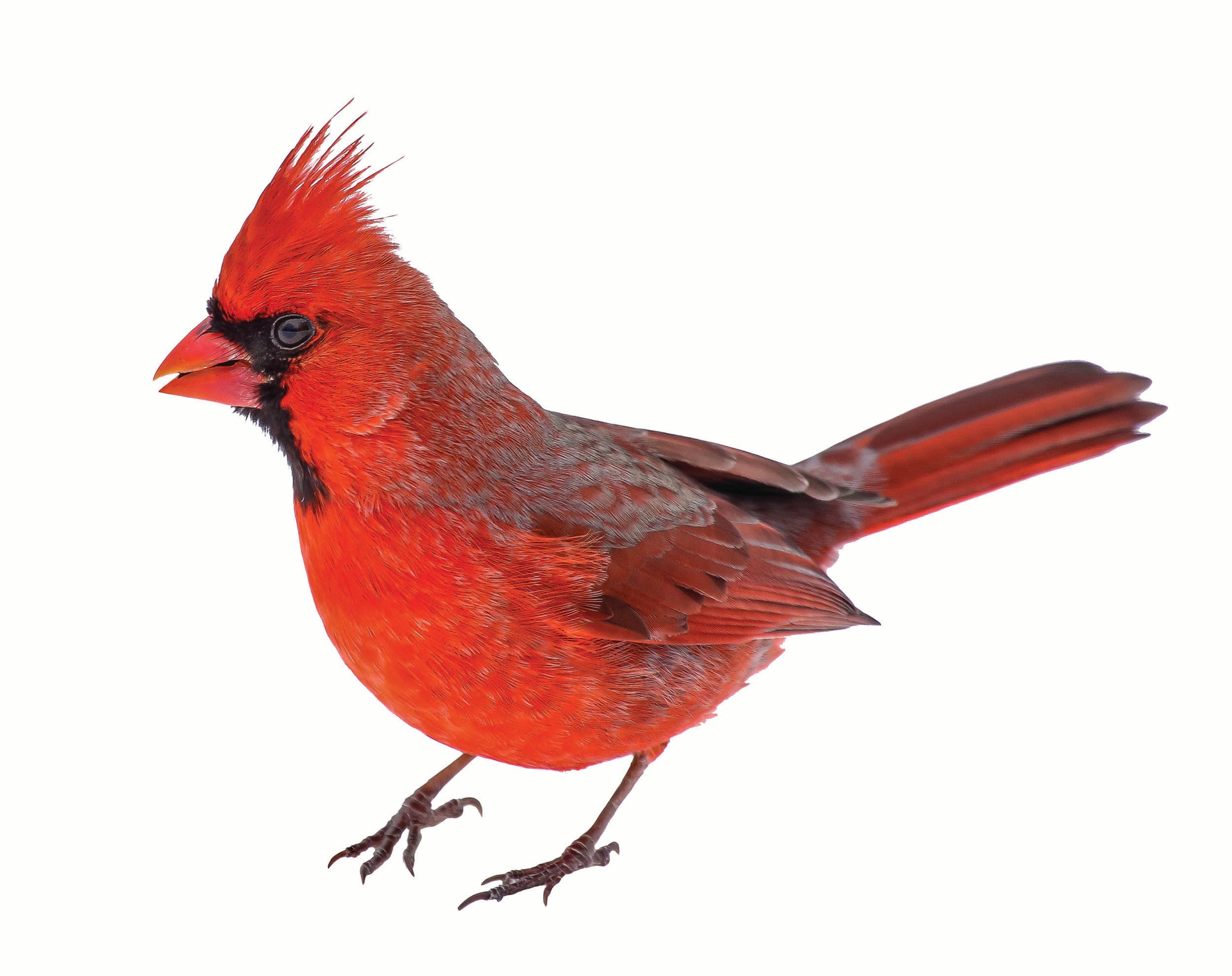 cardinal