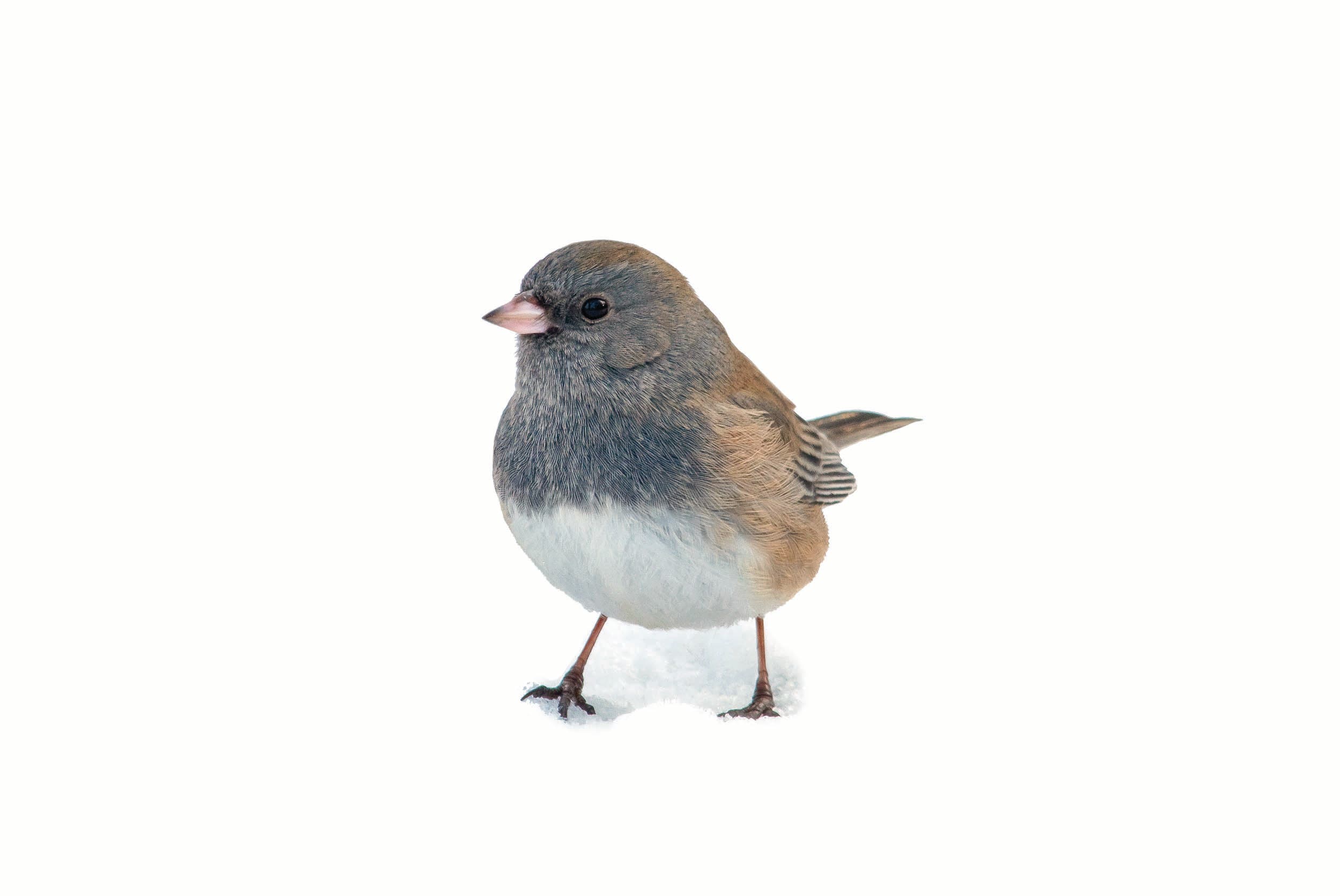 JanFeb21Skills_KnowNature_Junco_bjk_1 dark-eyed junco