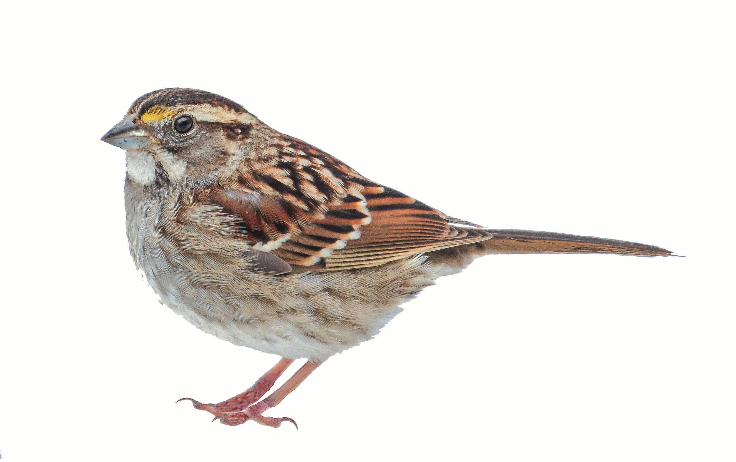 white-throated sparrow