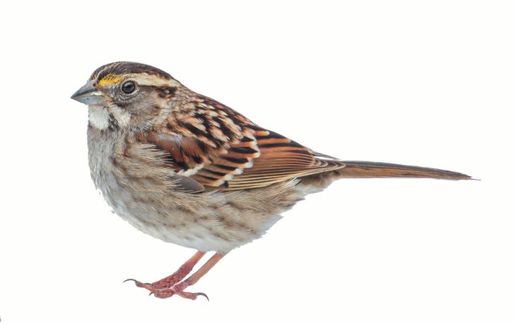 JanFeb21Skills_KnowNature_Sparrow_bjk_1 white-throated sparrow