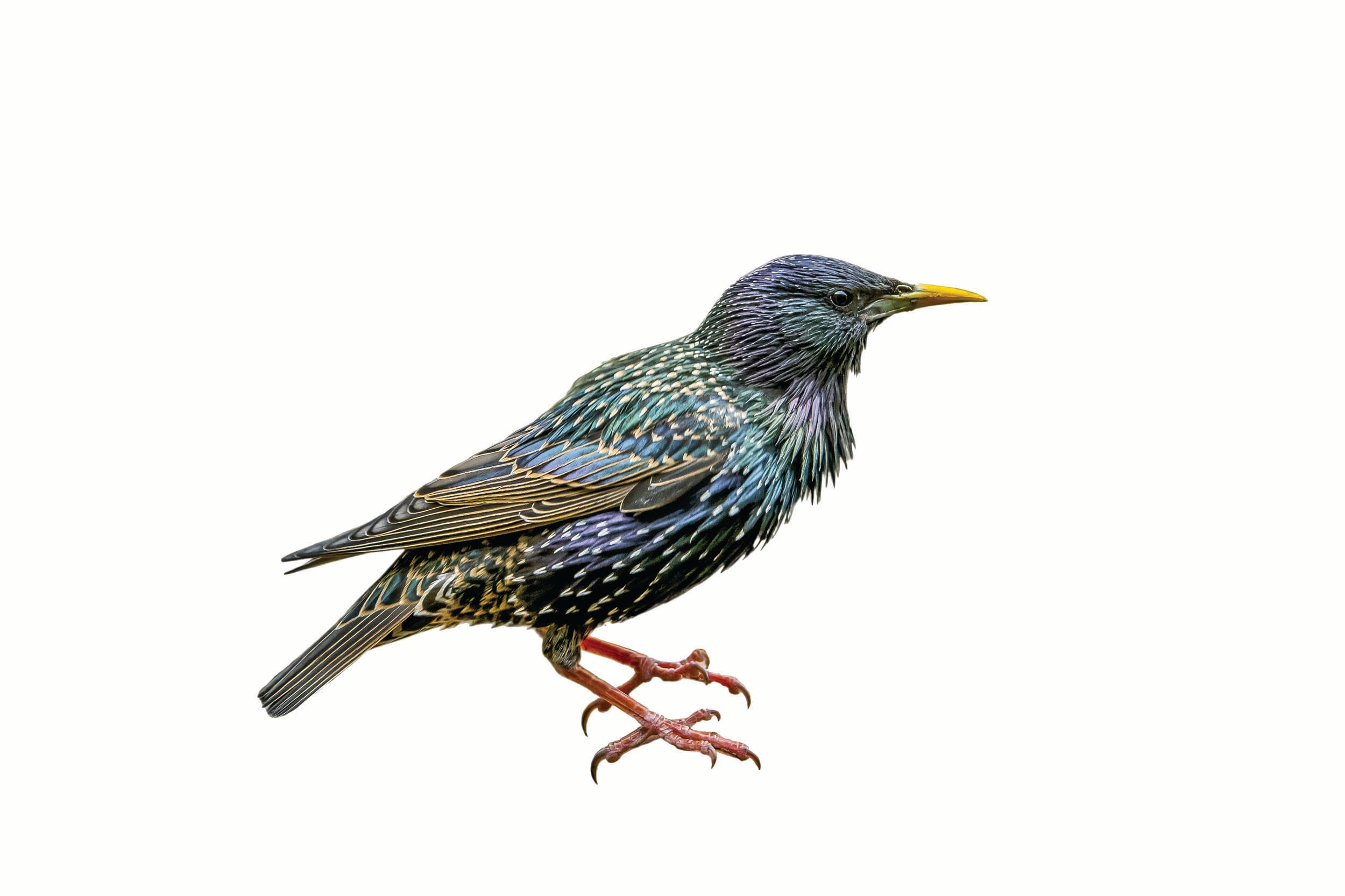 JanFeb21Skills_KnowNature_Starling_bjk_1 European starling