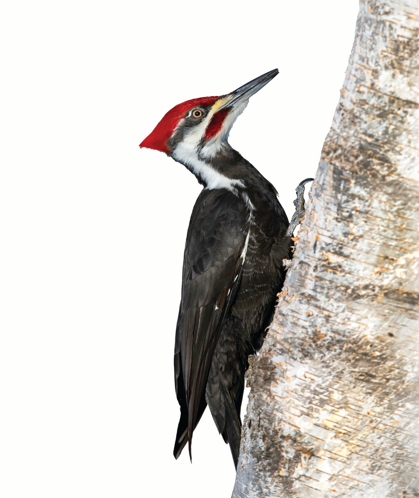 JanFeb21Skills_KnowNature_Woodpecker_bjk_1 pileated woodpecker