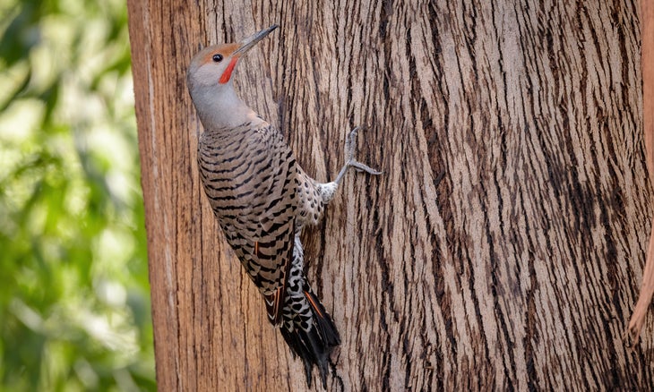 Northern Flicker