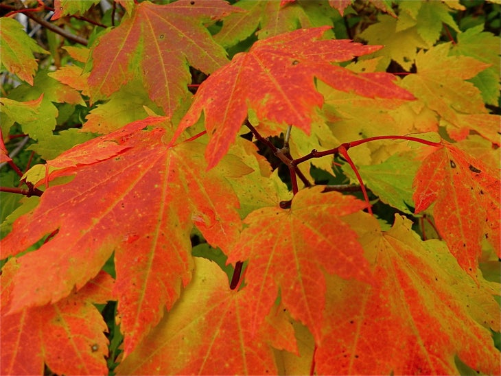 Vine Maple leaves