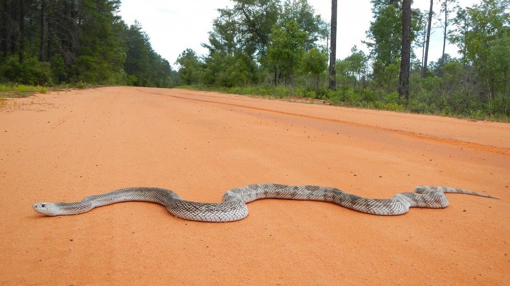 How to Deal With Your Fear of Snakes Backpacker