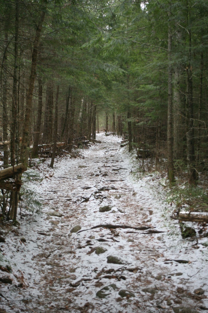 Hemlocks_First