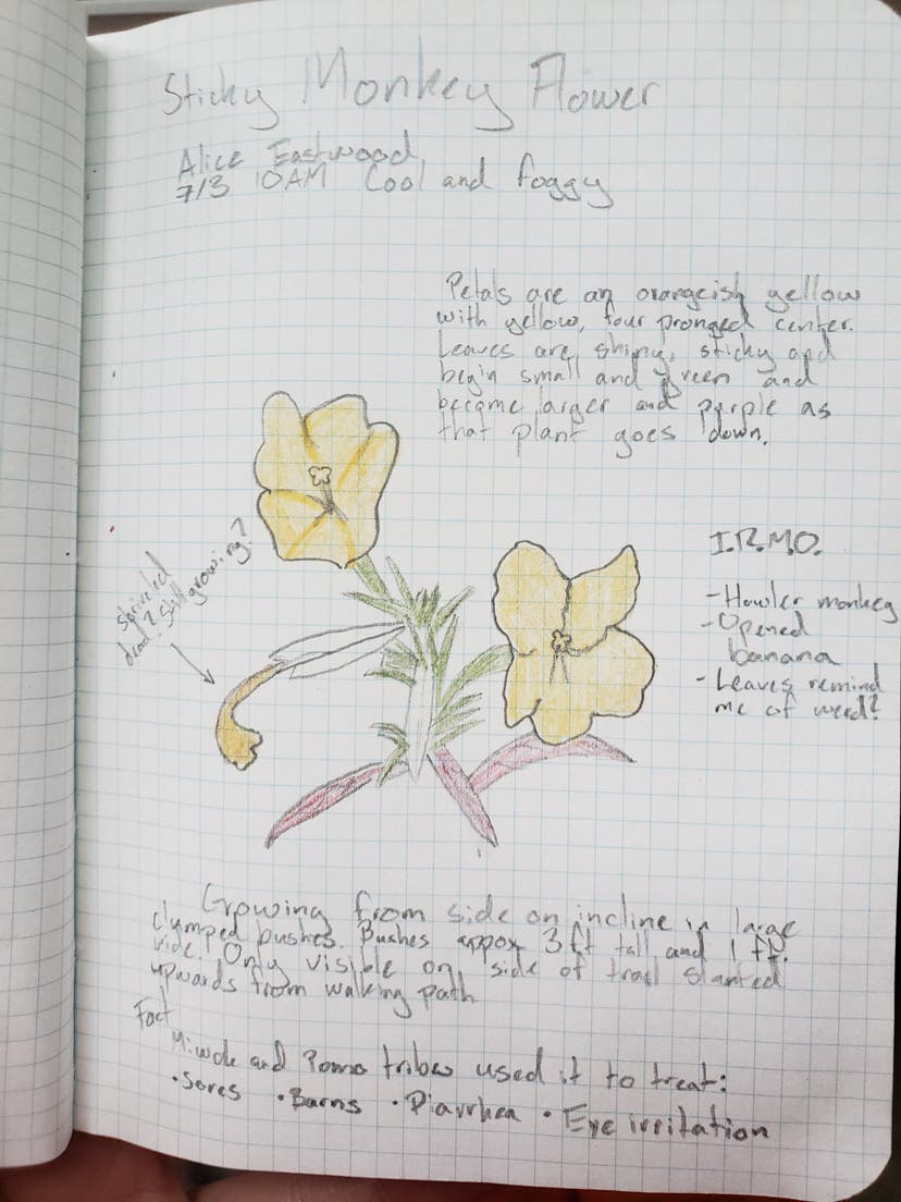Diary page with flower drawing