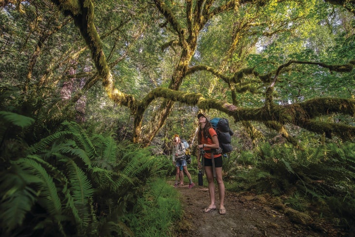 mossy forest