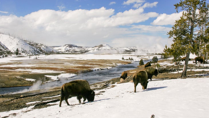 Bison in Yellowstone