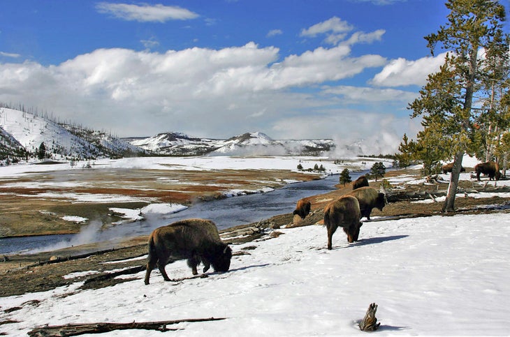 Bison in Yellowstone