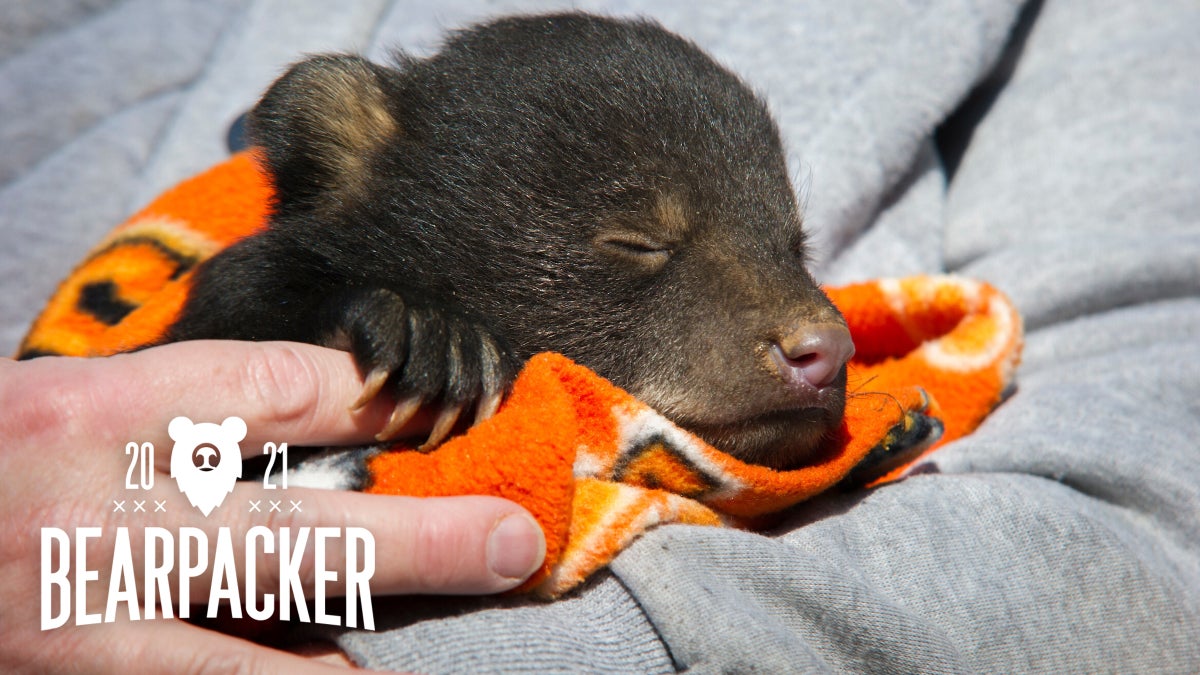 Reintroducing Black Bears to Oklahoma - Backpacker