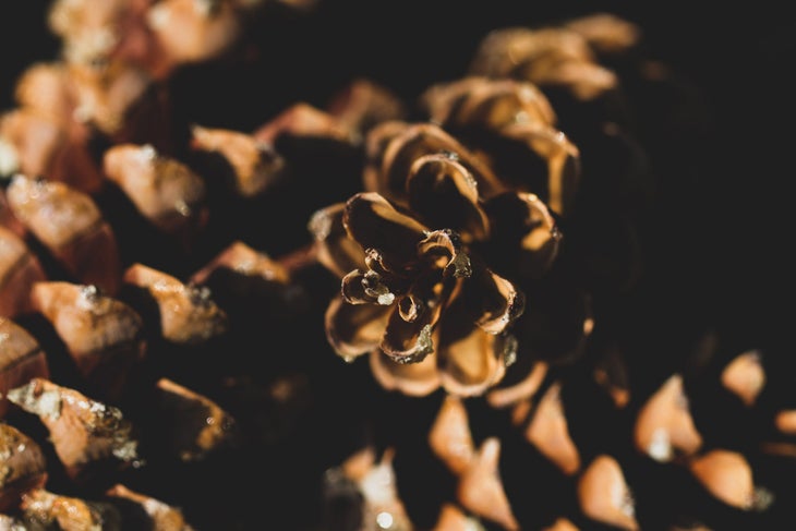 pine cone - how to remove pine sap from hiking clothes