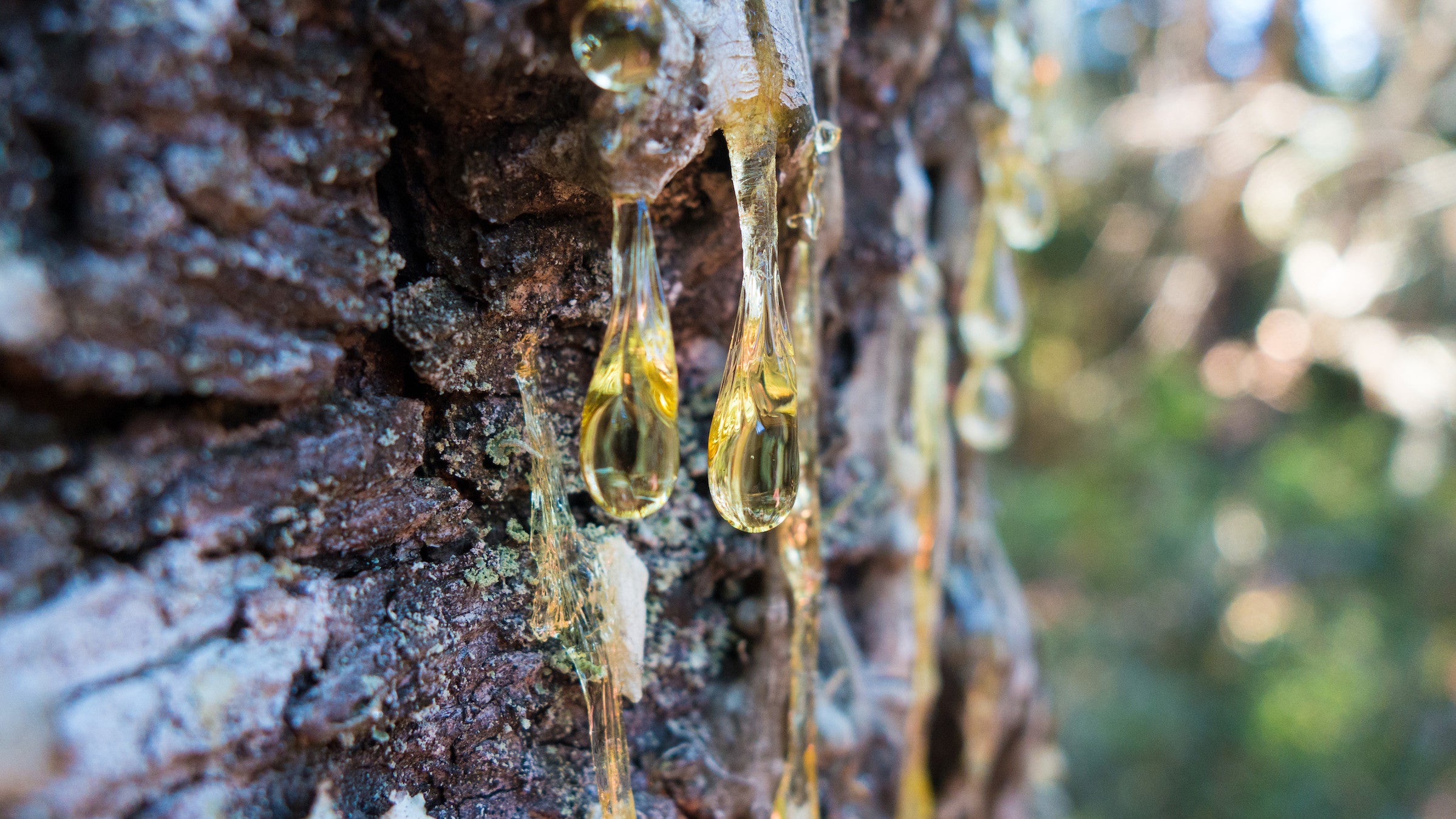 How to Remove Tree Sap From Your Hiking Clothes - Backpacker