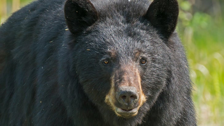 black bear