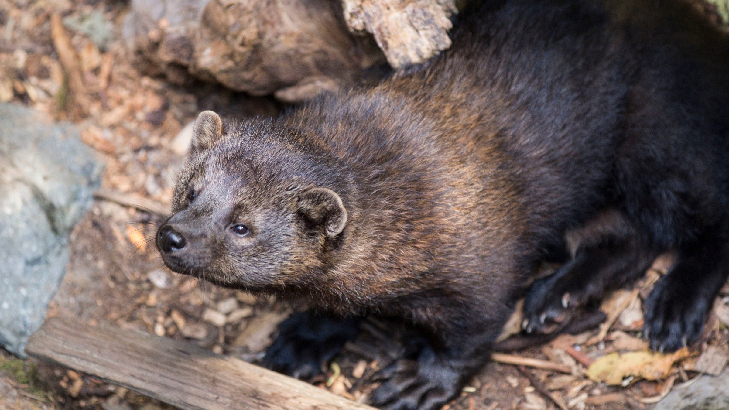Fishers are elusive and confusing to us humans; Porcupines know