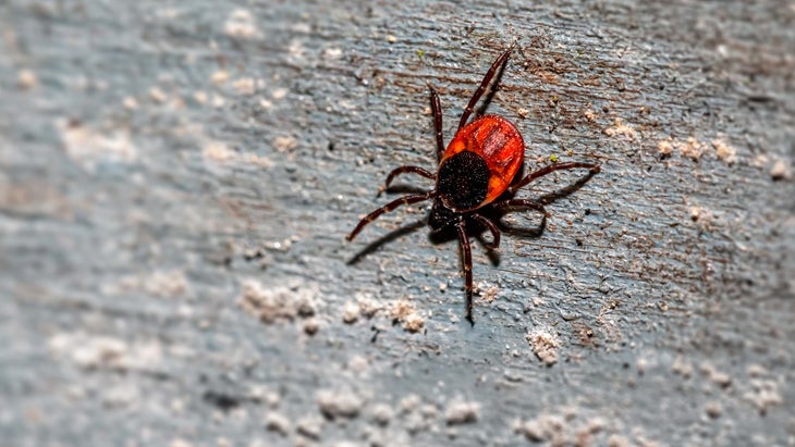how to remove ticks