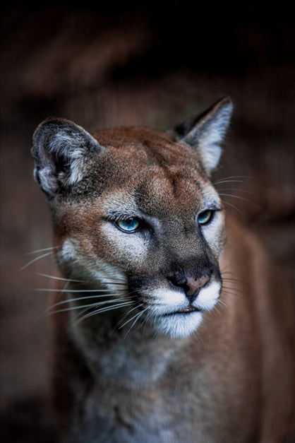 Understanding Mountain Lions When Hiking 