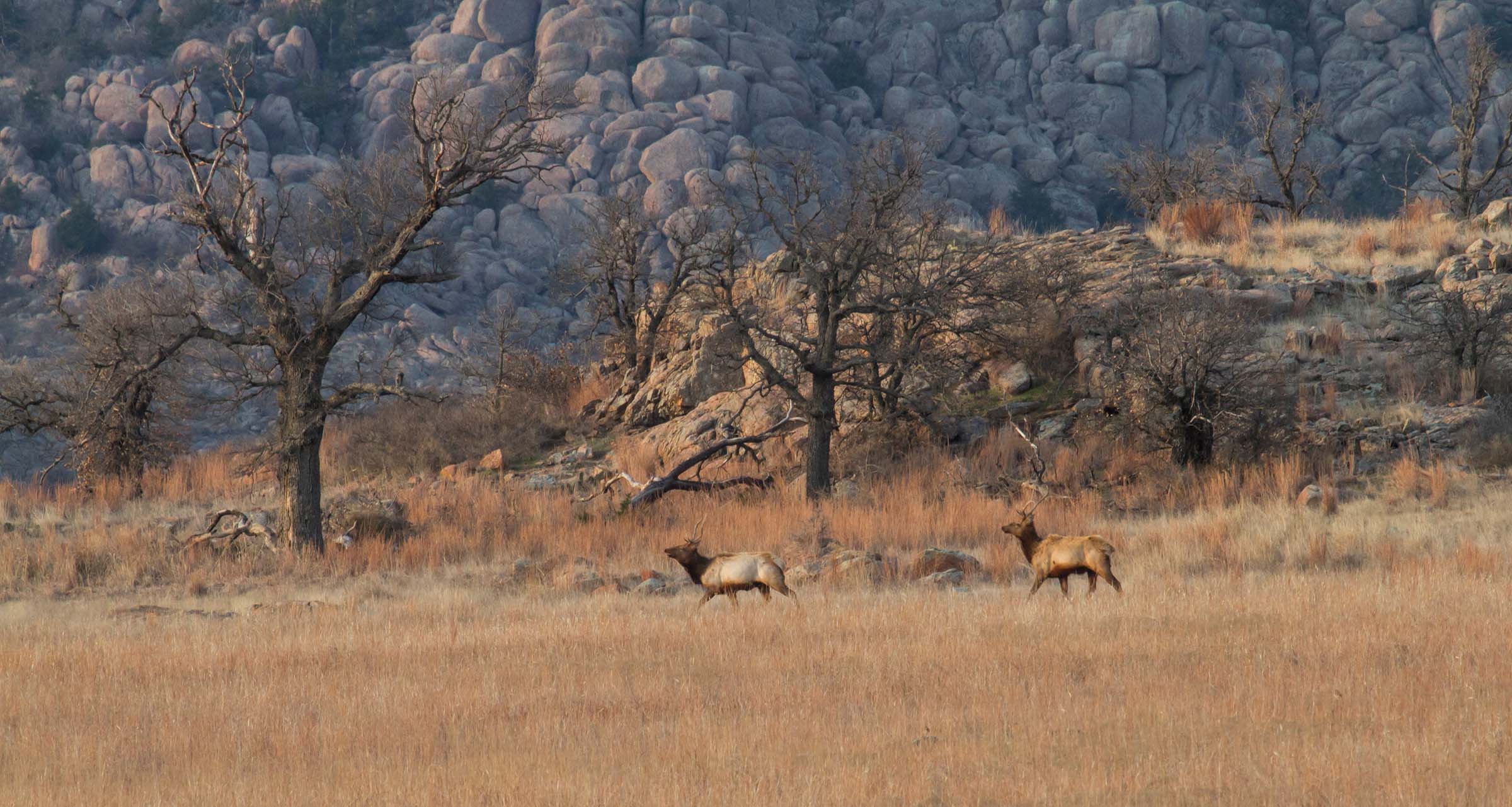 elk in the wichita mountains