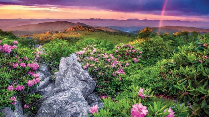 Rhododendron Trail